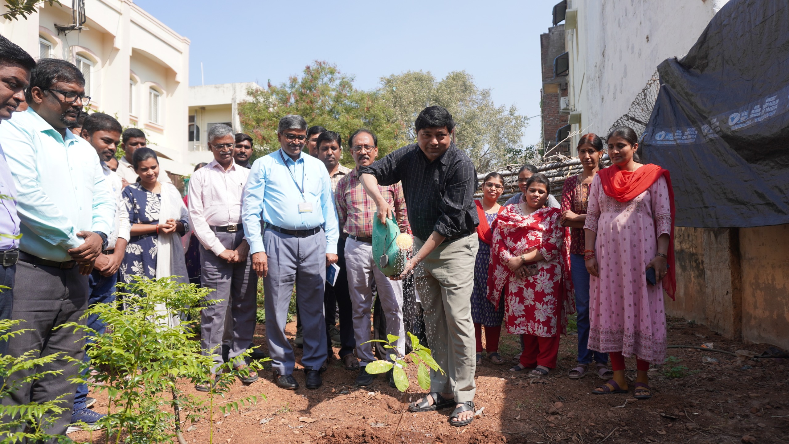 Tree Plantation