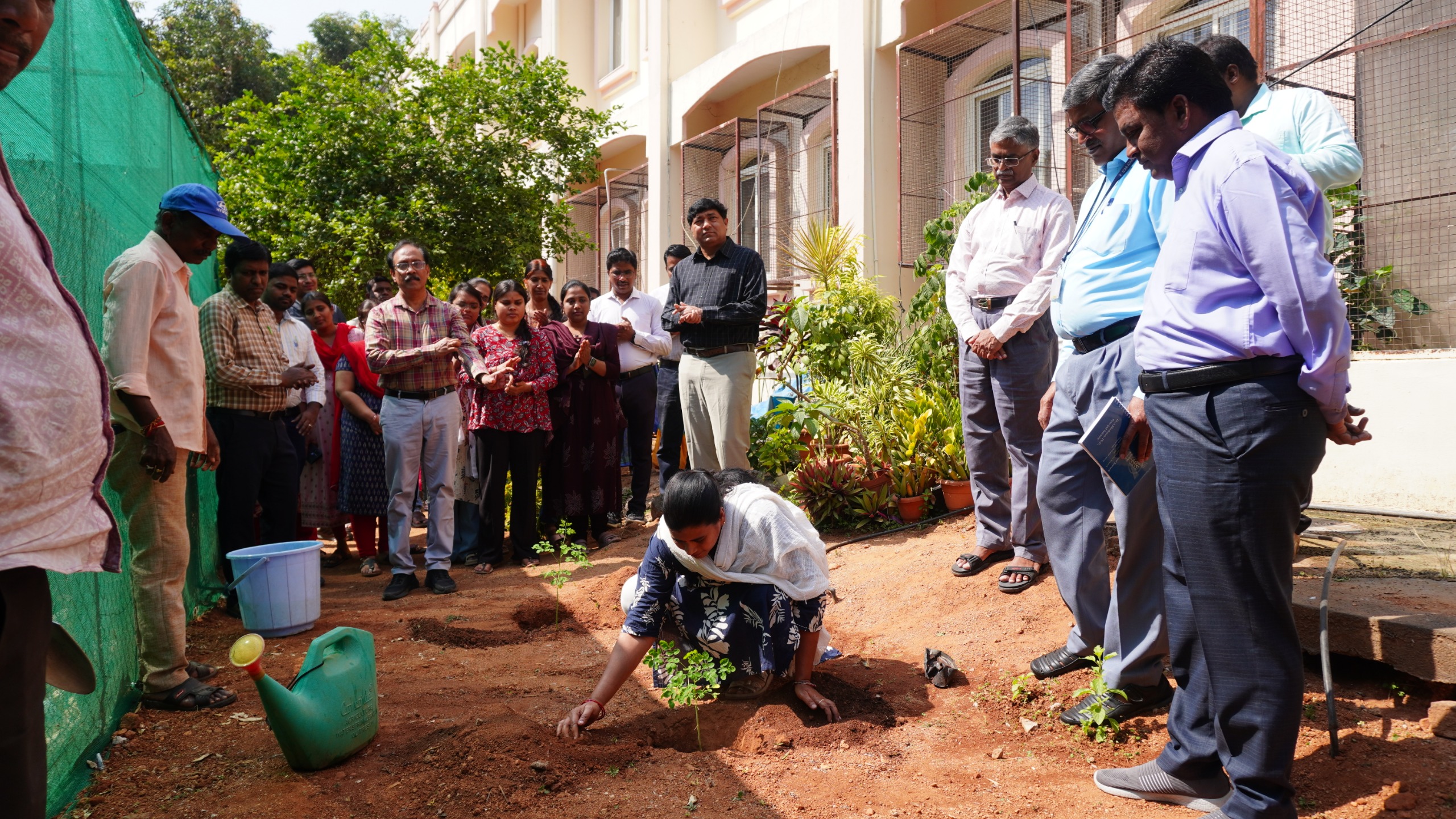 Tree Plantation